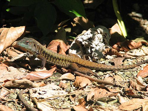 Ameiva leptophrys